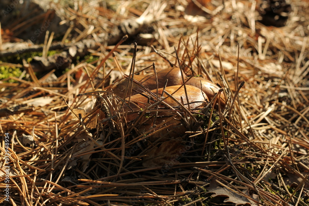 mushrooms in the forest mushrooms in the forest