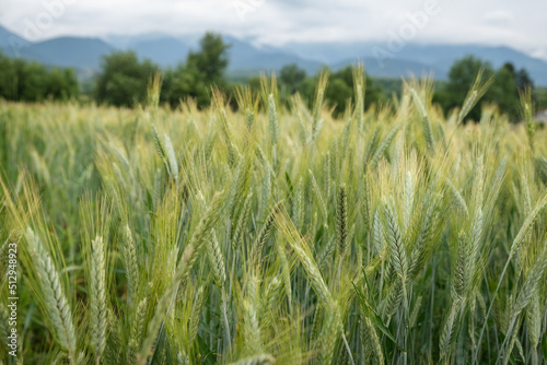 Rural scene with green wheat fields in summer time