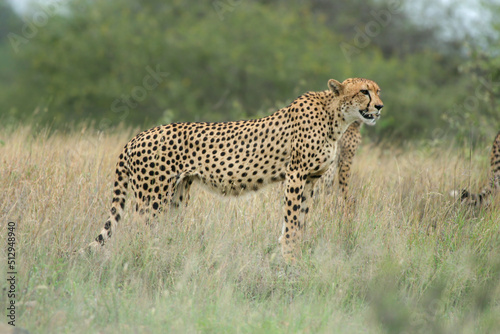 Cheetah, Kruger National Park, South Africa