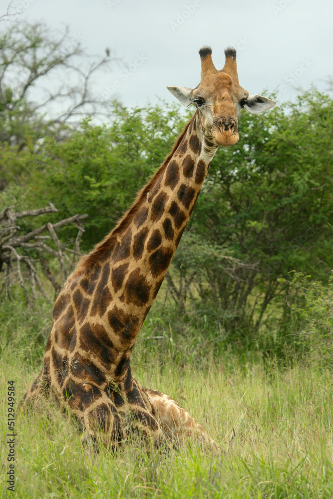Obraz premium Giraffe, Kruger National Park, South Africa