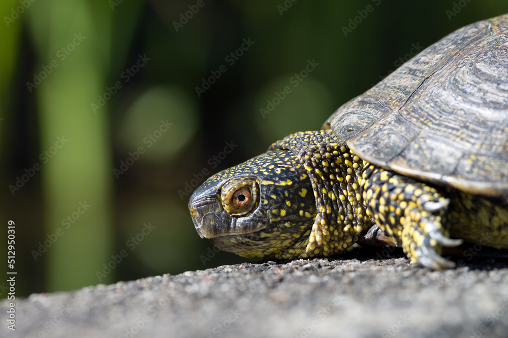 Sumpfschildkröte Sumpfschildkröte