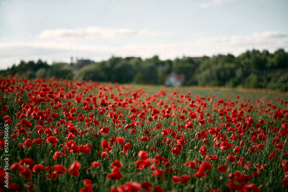 Beautiful summer day over the red poppy flower field. Countryside field with wild flowers and herbs.