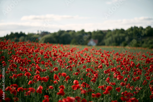 Beautiful summer day over the red poppy flower field. Countryside field with wild flowers and herbs. © AlexGo