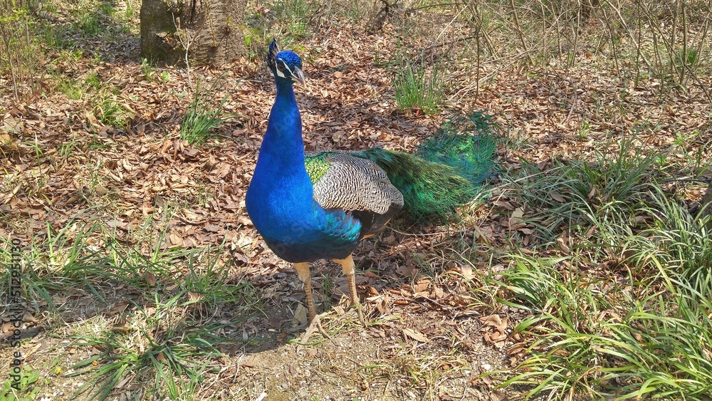 Fototapeta premium 아름다운 공작새, Peacock, クジャク