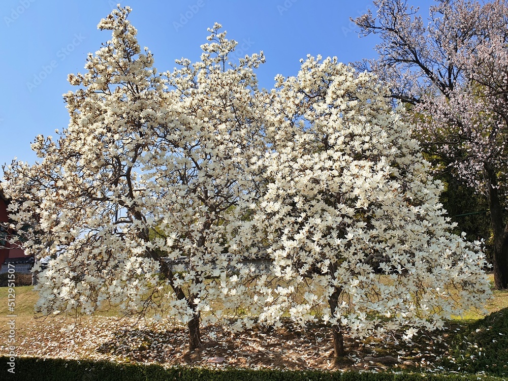 Naklejka premium cherry blossoms, さくら [桜] (4)