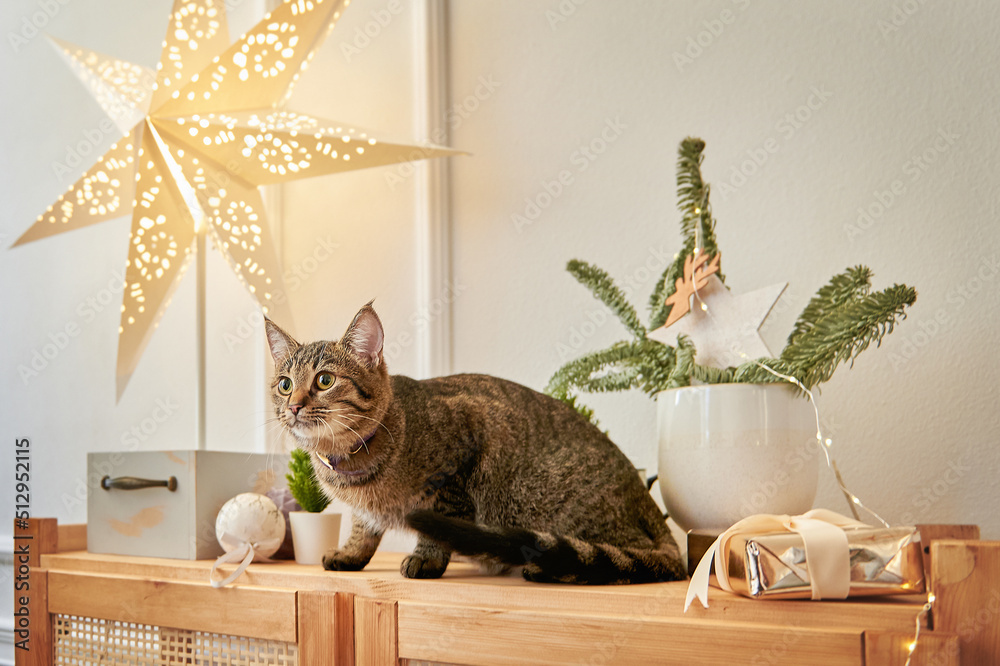 Striped cat sits in the Christmas decorations