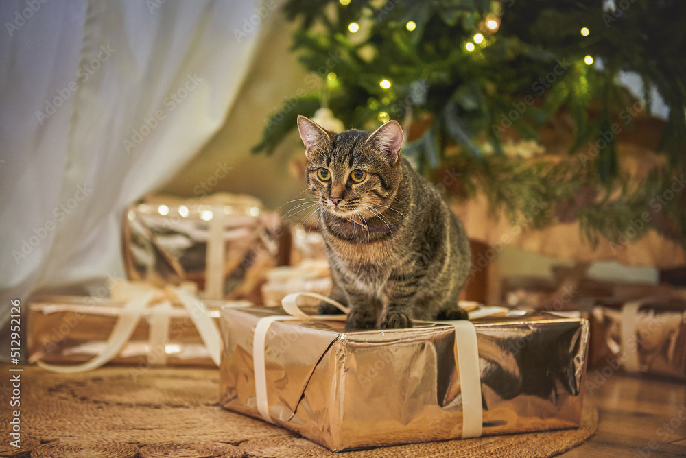 Striped cat sits in the Christmas decorations