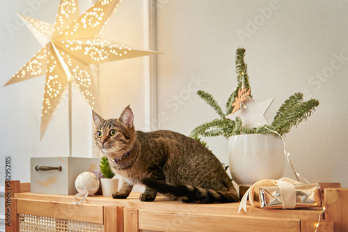 Obraz na płótnie Striped cat sits in the Christmas decorations w salonie