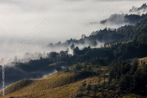 landscape in the morning of Foggy nature dreamy landscape, Jemplang, Bromo tengger semeru national park