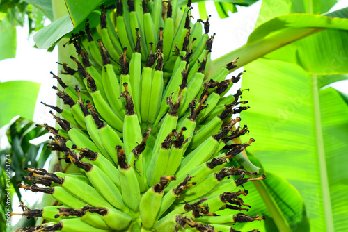 Green banana bunch in tree, unripe banana in the jungle close up
