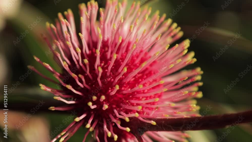 Hakea Laurina Pin Cushion Plant Close Up Focus Pull, sunny daytime Maffra, Victoria, Australia Hakea Laurina Pin Cushion Plant Close Up Focus Pull, sunny daytime Maffra, Victoria, Australia