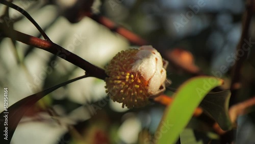 Hakea Laurina Pin Cushion Plant Yellow Bud Sprouting, Medium Shot, sunny daytime Maffra, Victoria, Australia photo