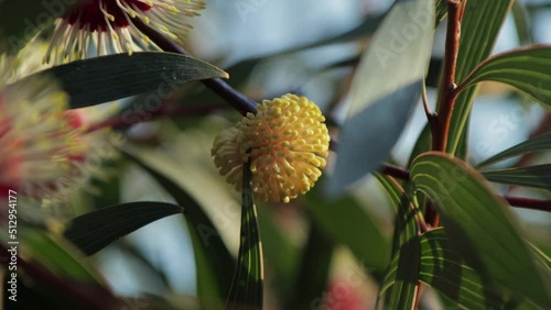 Hakea Laurina Plant Yellow Flower Bud Medium Shot, sunny daytime Maffra, Victoria, Australia photo