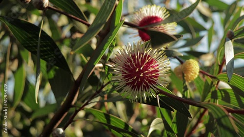 Hakea Laurina Pin Cushion Plants Medium Shot, sunny daytime Maffra, Victoria, Australia. photo