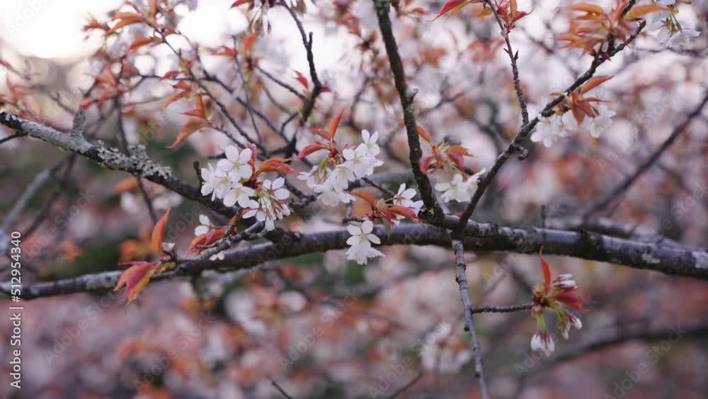 Yoshino Sakura Blossoms Close Up Shot with Blurred Natural Background Yoshino Sakura Blossoms Close Up Shot with Blurred Natural Background