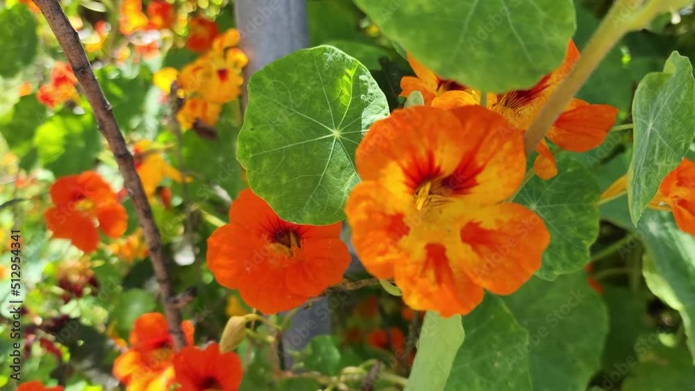 close up of orange vibrant wildflower in ventura beach close up of orange vibrant wildflower in ventura beach