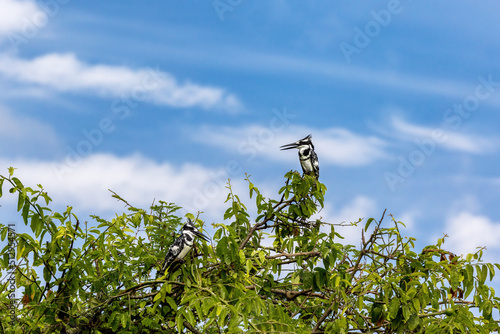 Two female African pied kingfishers, Ceryle rudis, perched in a tree, Lake Edward, Queen Elizabeth National Park, Uganda. This is a popular breeding ground where the birds nest around the lake. photo