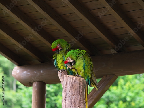 木の枝の上で遊ぶ緑色のコンゴウインコ
