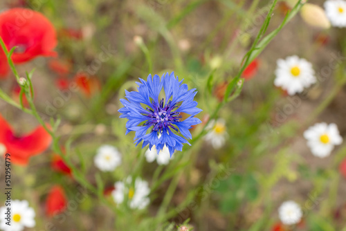 blue cornflower flower in the middle of flower field flower portrait background
