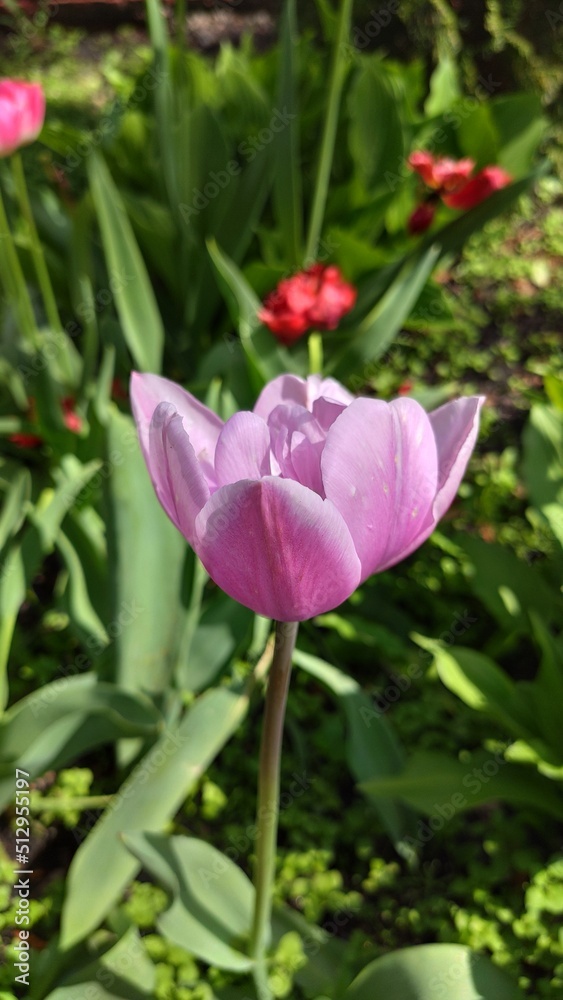 photo of blooming pink tulip flower