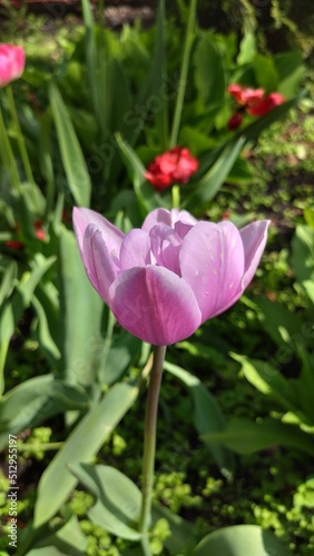 photo of blooming pink tulip flower
