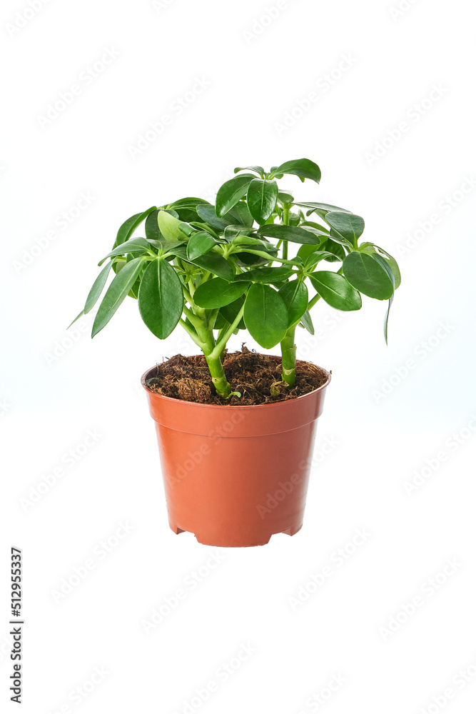 観葉植物