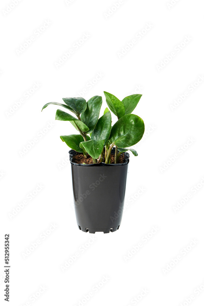 Obraz premium 観葉植物