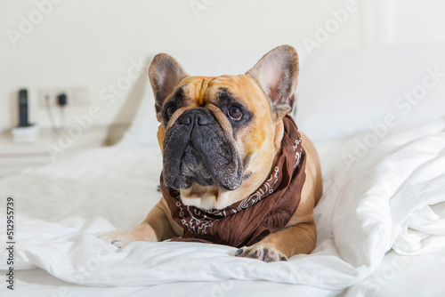 French bulldog basking in a white bed. © Andrey