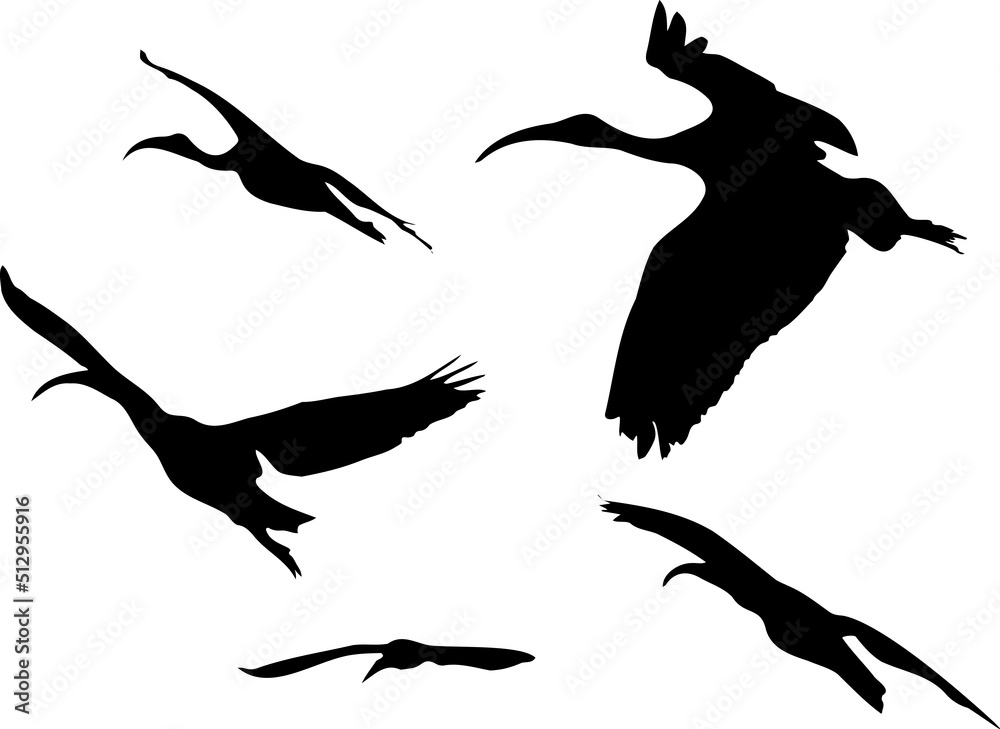 silhouettes of a group of landing and taking off birds silhouettes of a group of landing and taking off birds