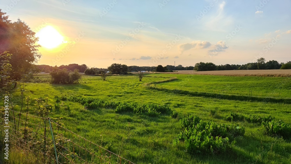 Obraz premium Grüne Wiese - Abend