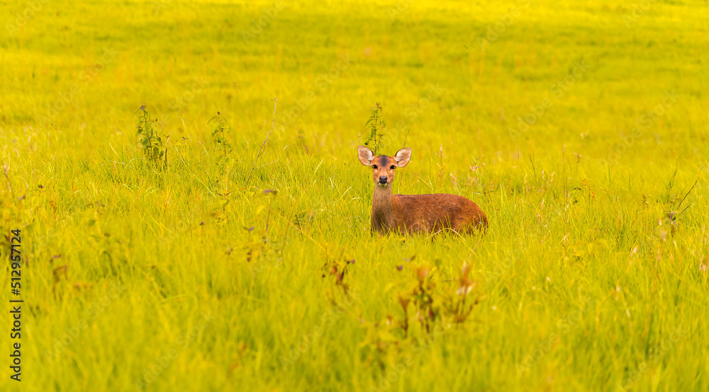 Deer in the forest. herd of deer in wildlife sanctuary,Thung Kramang, Thailand. Deer in the forest. herd of deer in wildlife sanctuary,Thung Kramang, Thailand.