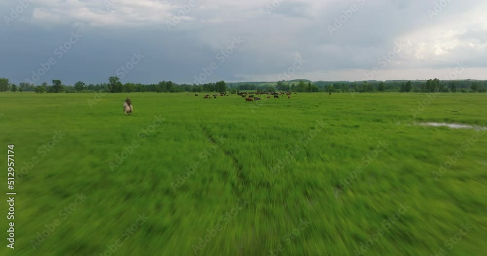 Herd of cows grazing in the large field in beautiful wild lanscape. Animal husbandry, livestock near small pond at summer sunrise. Aerial wide drone shot. Herd of cows grazing in the large field in beautiful wild lanscape. Animal husbandry, livestock near small pond at summer sunrise. Aerial wide drone shot.