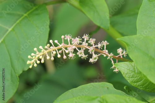 ヨウシュヤマゴボウの葉に囲まれた穂状の花と蕾。蕾多め。穂全体のアップ