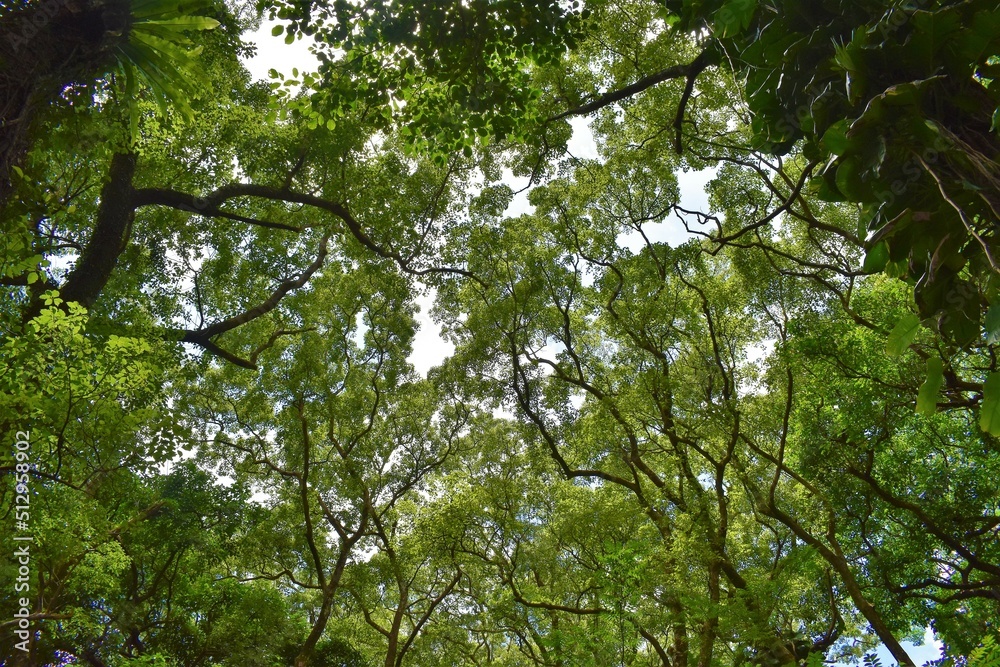 奄美大島、森林、青空、モダマ、藻玉、豆の木、ツル、ジャングル、さや、モダマ自生地、住用