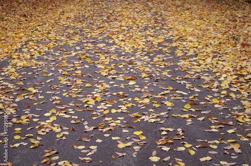 autumn leaves