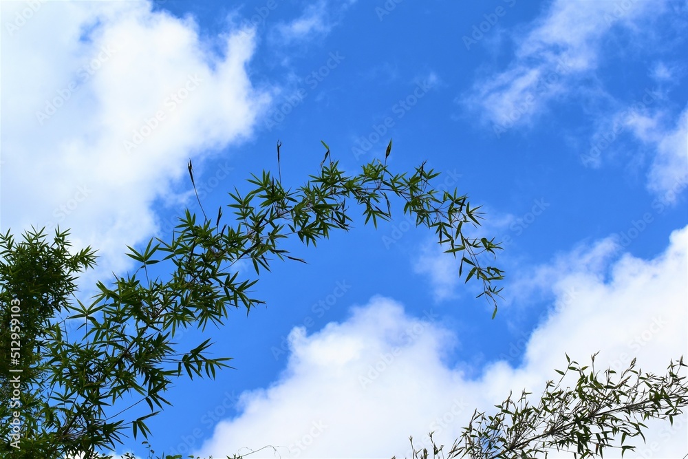 Fototapeta premium 青空、笹、竹林、奄美大島