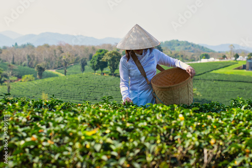 Women harvest tea leaves in the morning tea plantations.
