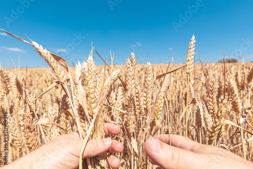 Man's hands are touching golden ripe wheat spikes on a summer field on a sunny day.