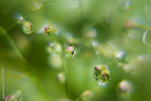 Delicate tiny water drops on stems with blinks, glare and pink reflections inside in sunshine on blur green background, macro, texture. Fresh fairy morning wet plants in sunny day.