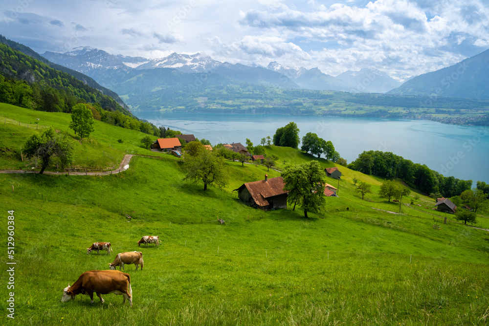 alpine green meadow with cows over Lake Thun in Switzerland