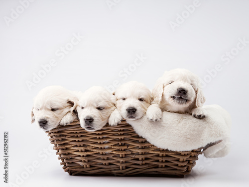 puppies in a basket on a white background. Golden Retriever in the studio. cute dog