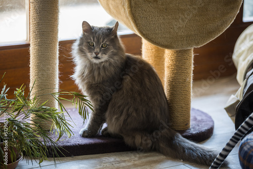 Kater Niki an seinem Kratzbaum photo