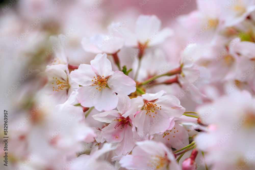 桜の花　春のイメージ