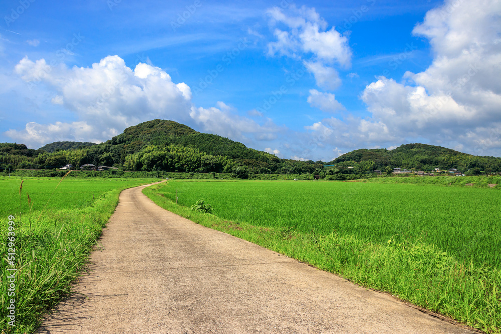 水田と田舎道　夏のイメージ