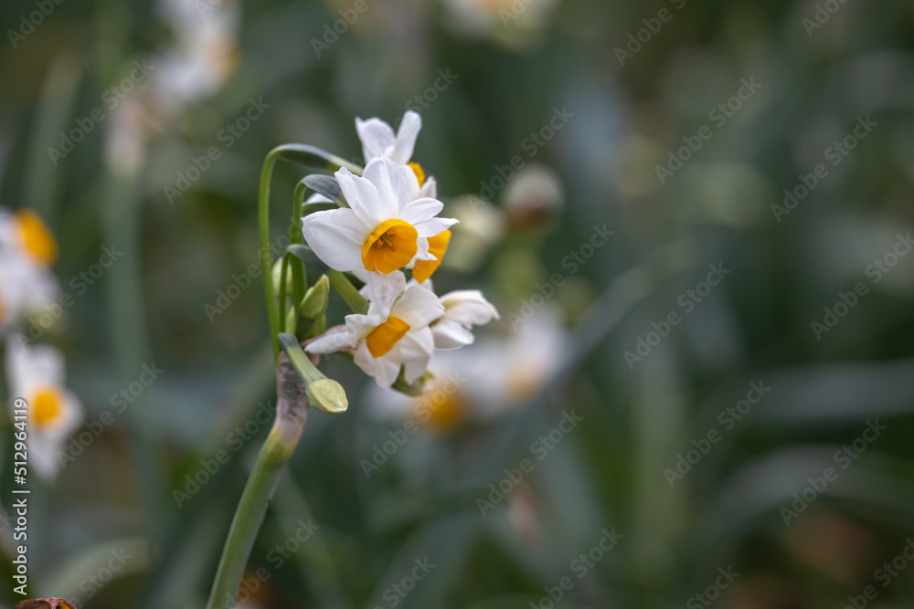 水仙の花 初春イメージ 水仙の花 初春イメージ