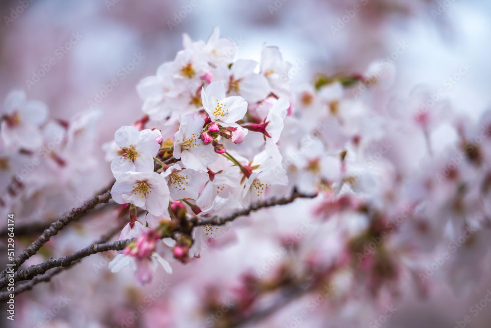 桜の花　春のイメージ