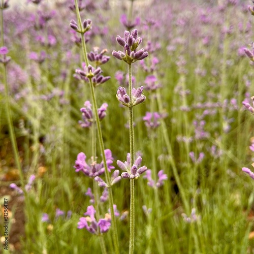 sprigs of lavender close-up  aromatherapy 