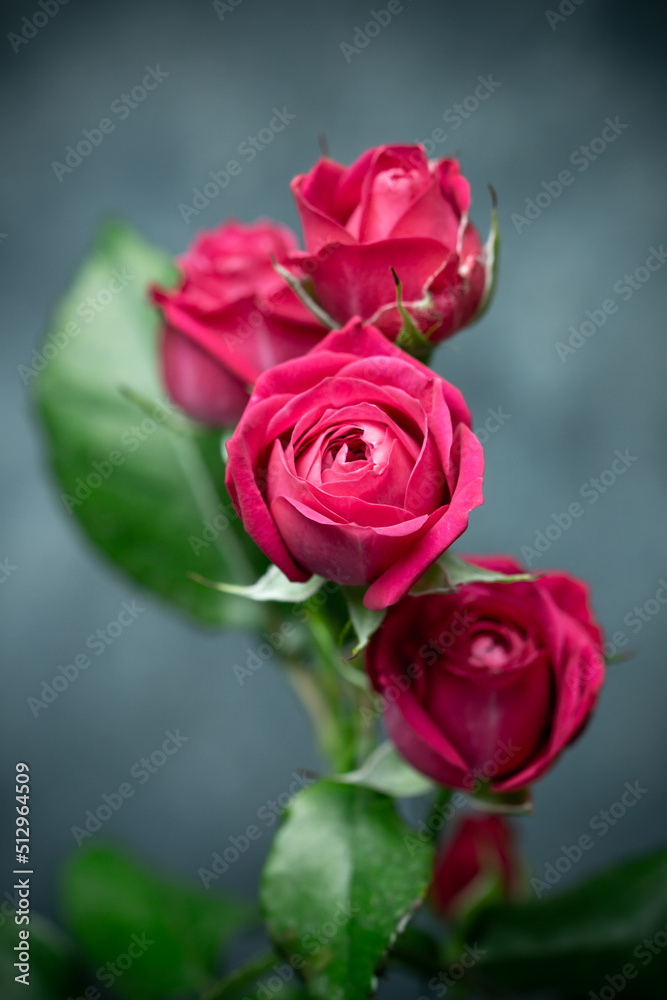 バラの花　初夏のイメージ