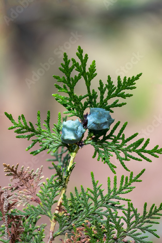 Close up of green leaves of Thuja tree on natural background