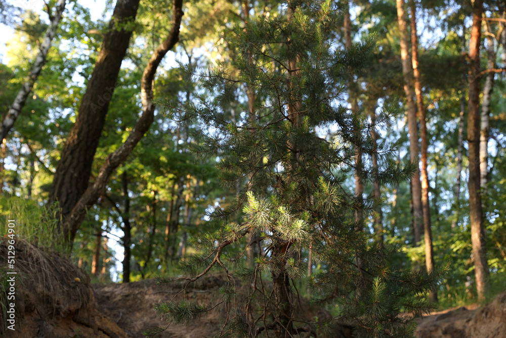 Summer forest in the suburbs, Dzerzhinsky, Russia. Summer forest in the suburbs, Dzerzhinsky, Russia.